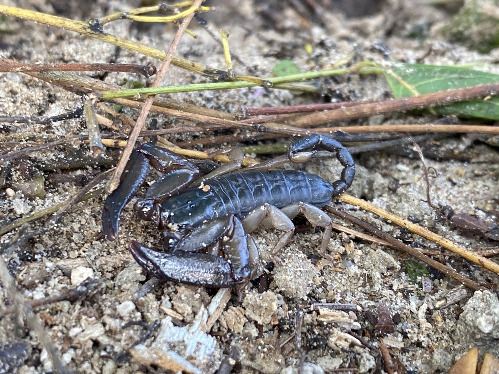 Iomachus Politus From Tanga Tz On January At Am By