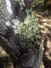 Small
