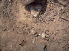 Small