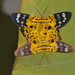 False Tiger Moth - Photo (c) Anupam Phillip, all rights reserved, uploaded by Anupam Phillip