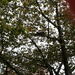 Square