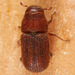Escarabajos de la Madera - Photo (c) Gary McDonald, todos los derechos reservados, uploaded by Gary McDonald