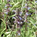Sonoma sage - Photo (c) dave-barry, all rights reserved