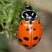 Convergent Lady Beetle - Photo (c) Gary McDonald, all rights reserved