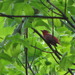 Square