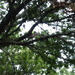 Square