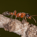 Graceful Twig Ant - Photo (c) Jason Penney, all rights reserved
