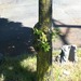 Square