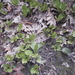 Square