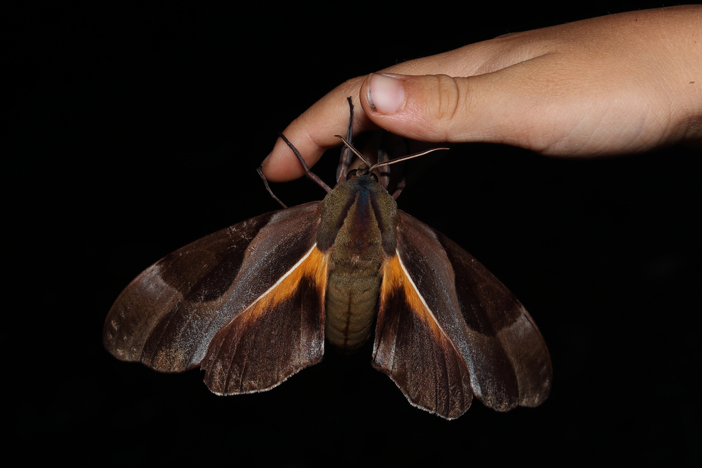 Double Headed Hawkmoth In February By Todd Burrows Inaturalist