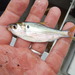 Threadfin Shad - Photo (c) Ben Labay, all rights reserved, uploaded by Ben Labay