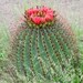 Fishhook Barrel Cactus - Photo (c) Jay Keller, all rights reserved, uploaded by Jay L. Keller