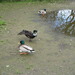 Square