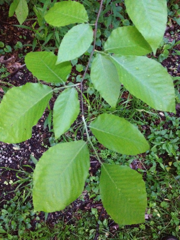 Medium