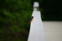 Small