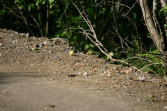 Small