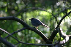 Small