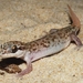 Vietanamese Leaf-toed Gecko - Photo (c) akrohn, all rights reserved
