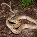 Kukri Snakes - Photo (c) akrohn, all rights reserved, uploaded by Alex Krohn