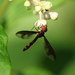 Dusky-winged Hover Fly - Photo (c) mayfly1963, some rights reserved (CC BY), uploaded by mayfly1963