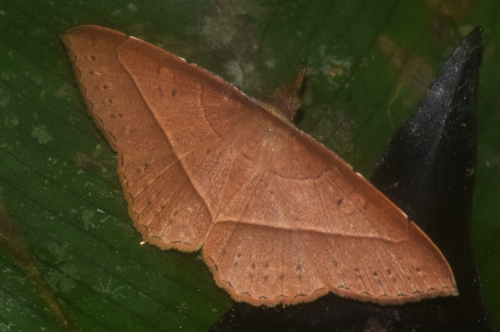 G Nero Asymbletia Naturalista Mexico