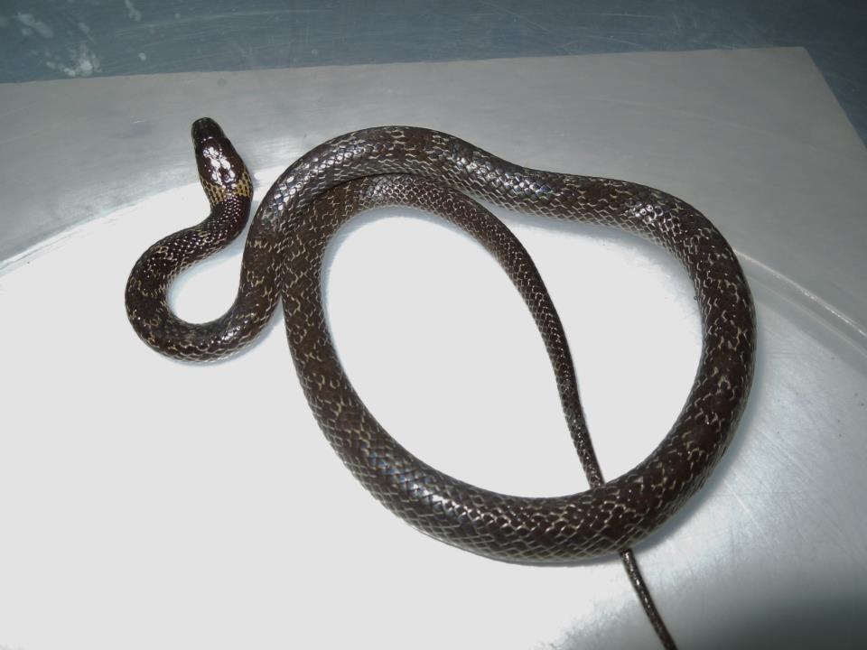 Large
