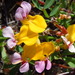Hosackia gracilis - Photo (c) plantpro, todos los derechos reservados, uploaded by Addis O'Connor