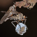 Empidinae - Photo (c) Gary McDonald, todos los derechos reservados, uploaded by Gary McDonald