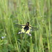 Square