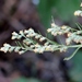Artemisia ludoviciana mexicana - Photo (c) Suzette Rogers, todos os direitos reservados
