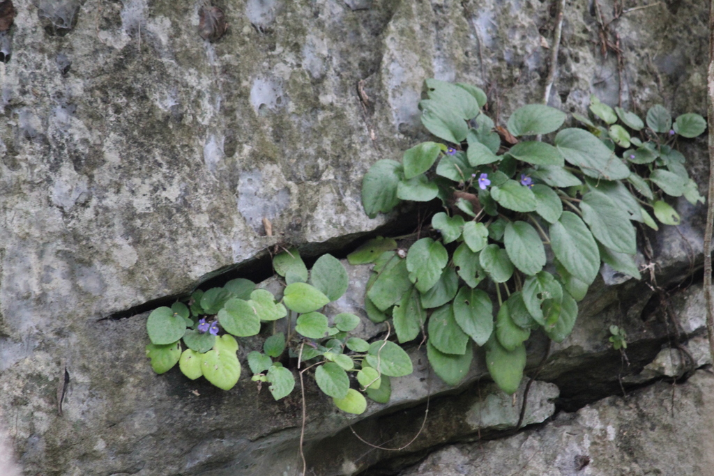 Streptocarpus Ionanthus Rupicola In November By Mulili Cornelius