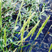 Sacciolepis striata - Photo (c) Jason Singhurst, todos los derechos reservados, subido por Jason Singhurst