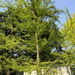 Square