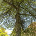 Square