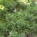Square