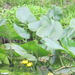 Square