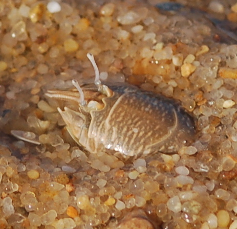 atlantic mole crab