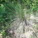 Foothill Needle Grass - Photo (c) anaris328, all rights reserved