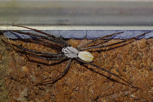 Desertshrub Spiders (Genus Diguetia) ·