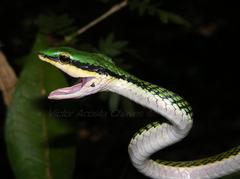 Image of Leptophis mexicanus