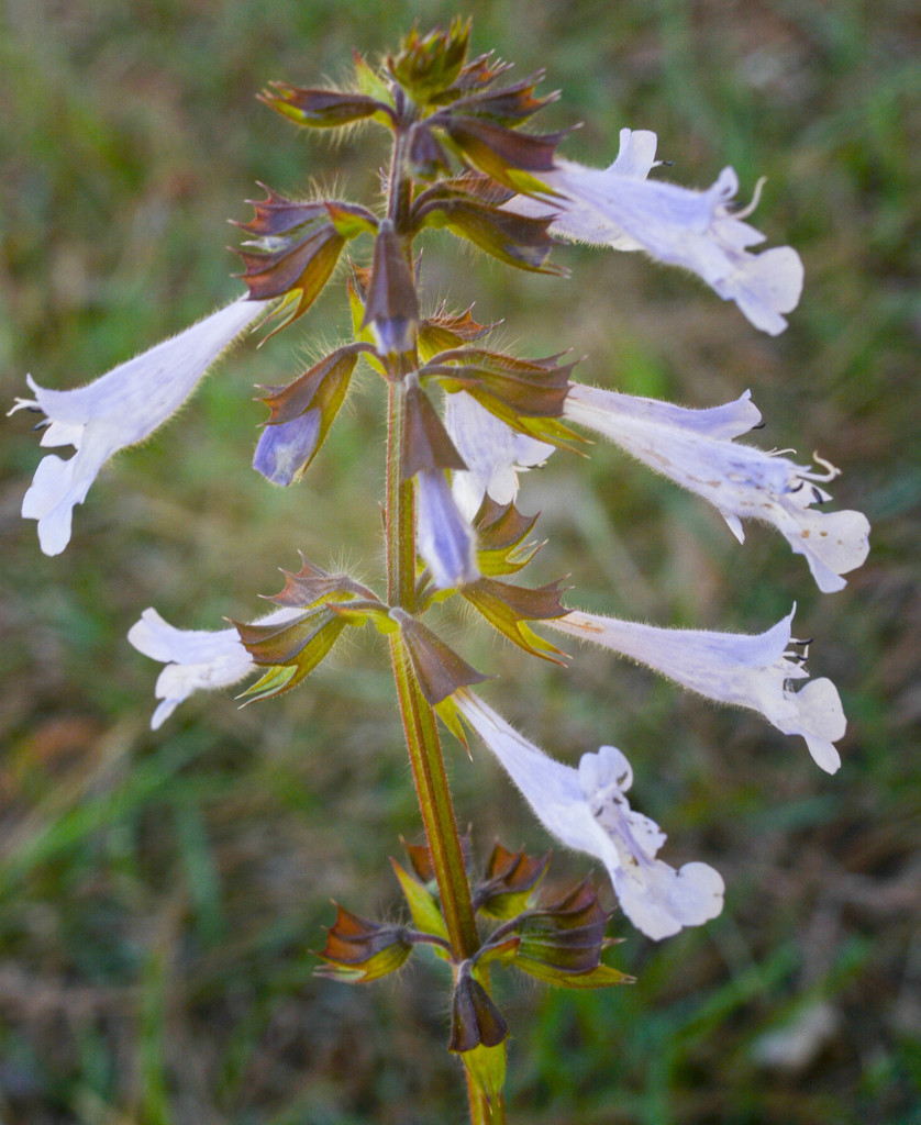 Lyreleaf Sage From Livingston Parish LA USA On March 21 2021 At 05