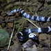 Futsing Wolf Snake - Photo (c) Tommy, all rights reserved
