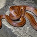 Chinese Bamboo Ratsnake - Photo (c) Tommy, all rights reserved