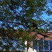 Square