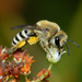 蜂系 - Photo 由 Gary McDonald 所上傳的 (c) Gary McDonald，保留所有權利