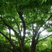 Square