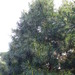 Square
