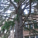 Square