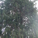 Square