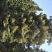 Square